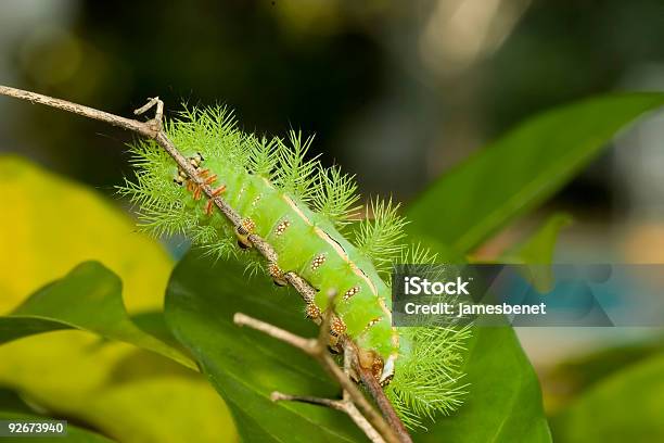 Io Moth Caterpillar On Branch Stock Photo - Download Image Now - Butterfly - Insect, Caterpillar, Close-up