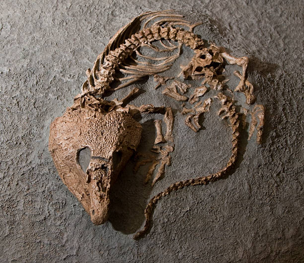 Fossilized Réptil - fotografia de stock