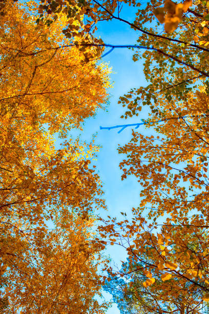 istock Autumn birch trees with yellow leaves against blue sky. 926741082