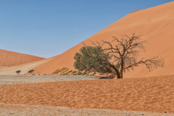 istock lonely tree landscape with shrubs and red dunes in the Namibia desert. Sossusvlei. 926741278