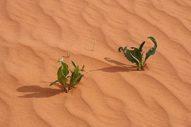 istock Life blooms in the desert 92674148