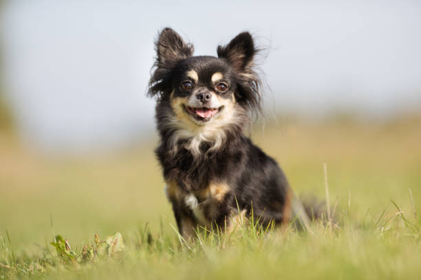 istock Chihuahua dog 926741892