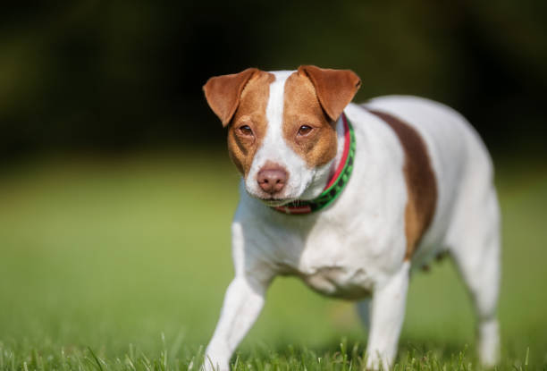 istock Dog in nature on sunny day 926742176