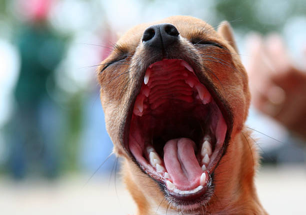 Cute Chihuahua yawning with mouth wide open  animal mouth stock pictures, royalty-free photos & images