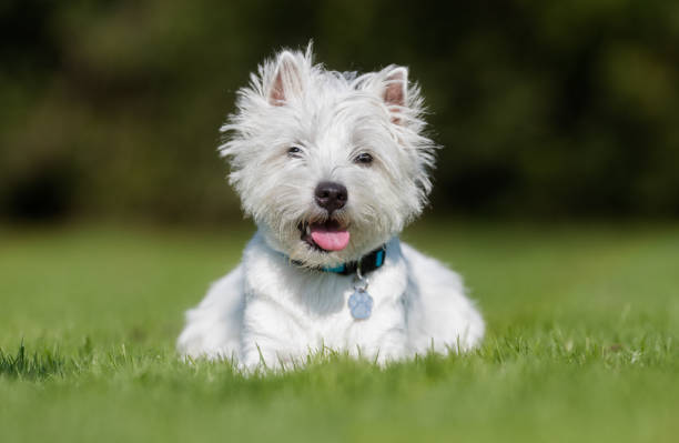 istock West highland white terrier dog 926742692