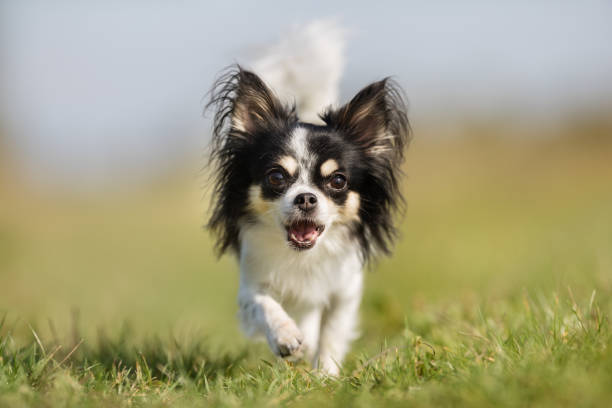 istock Chihuahua dog 926742788