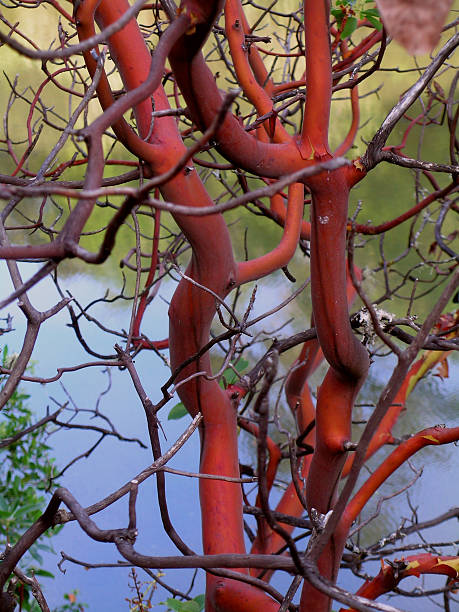 vermelho & gnarly - twisted tree california usa imagens e fotografias de stock