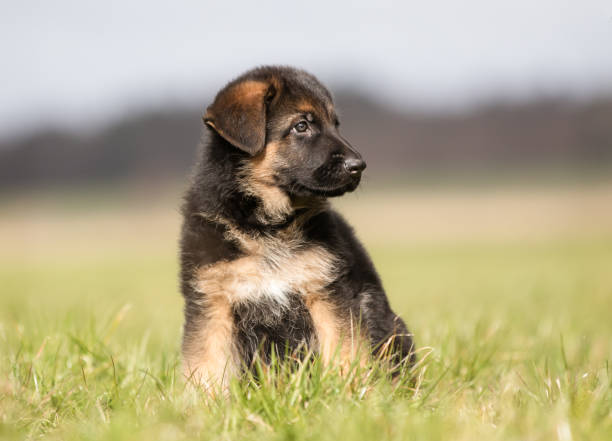 German Shepherd Puppy Stock Photos, Pictures & Royalty-Free Images - iStock
