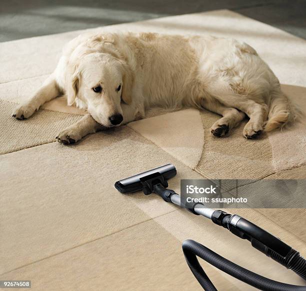 Perro Y Aspiradora Foto de stock y más banco de imágenes de Perro - Perro, Aspiradora - Artículo de limpieza, Moqueta