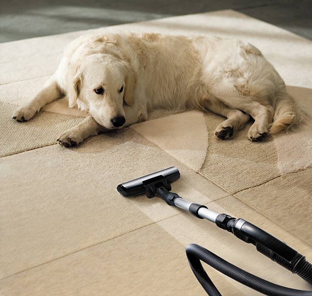 dog and vacuum cleaner stock photo