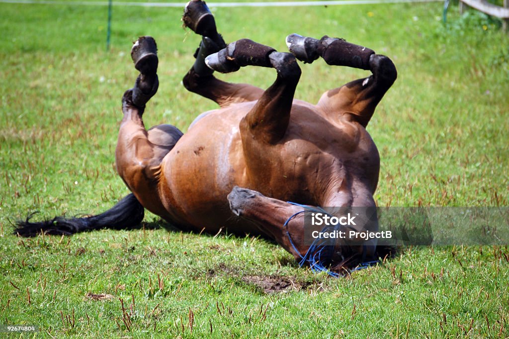 Caballo con ducha - Foto de stock de Caballo - Familia del caballo libre de derechos