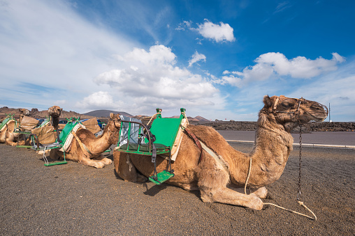 Camels resting in volcanic landscape in Timanfaya national park, Lanzarote, Canary islands, Spain.
