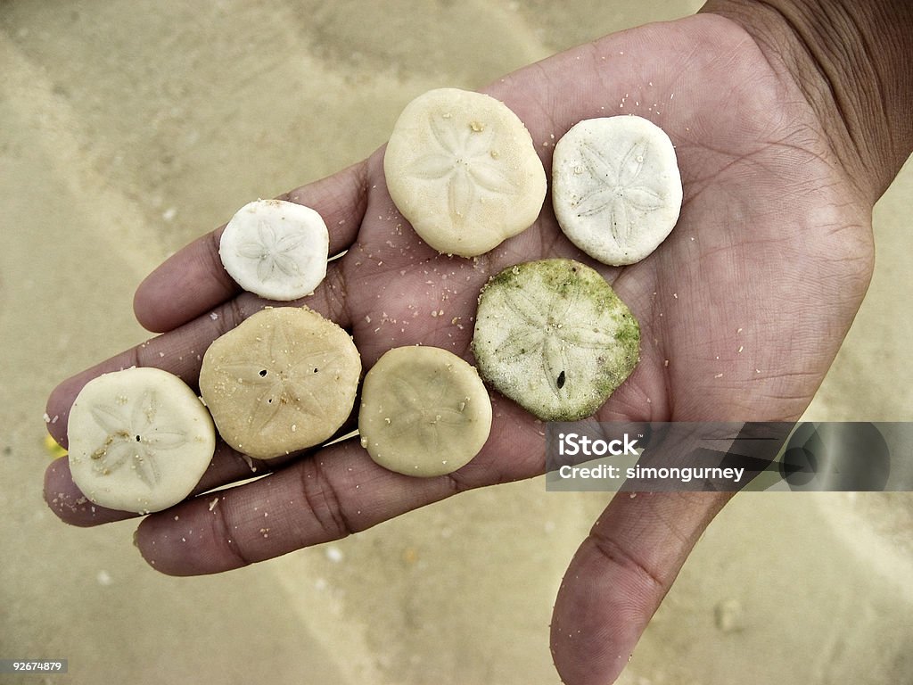 Tenant sand Dollar à la main sur la plage - Photo de Chiffre 7 libre de droits