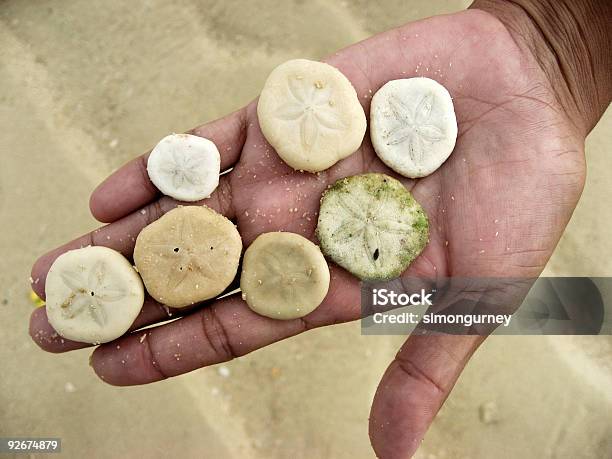 Photo libre de droit de Tenant Sand Dollar À La Main Sur La Plage banque d'images et plus d'images libres de droit de Chiffre 7 - Chiffre 7, Trouver, Variété