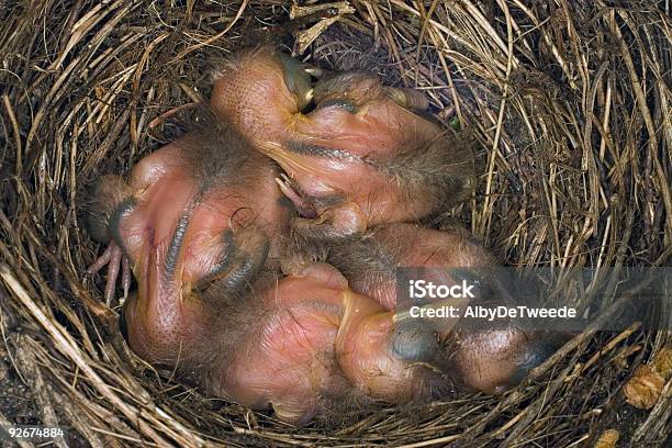 Nido Con 4 Giovane Merli Paesi Bassi - Fotografie stock e altre immagini di Animale - Animale, Calore - Concetto, Composizione orizzontale