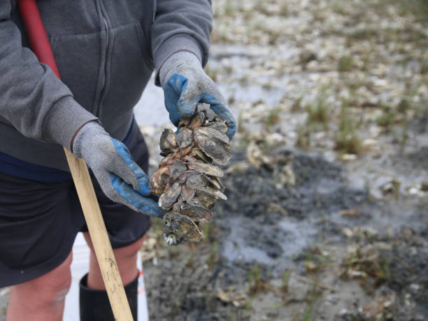 istock Fisherman Hands Holding South Carolina Atlantic Coastal Oysters 926749426