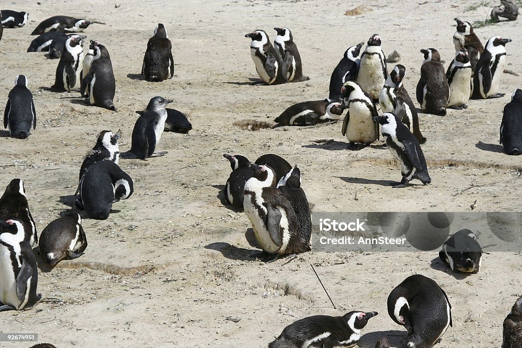 Pinguin-Kolonie - Lizenzfrei Farbbild Stock-Foto