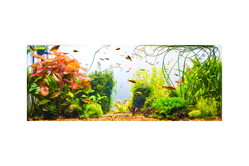 Underwater jungle in tropical fresh water aquarium with live dense red and green plants, different fishes and white background isolated on white