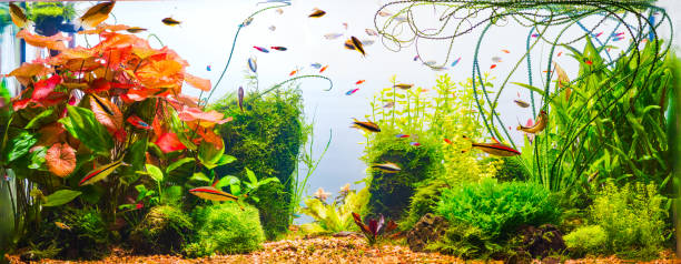 istock Underwater jungle in tropical fresh water aquarium 926750060