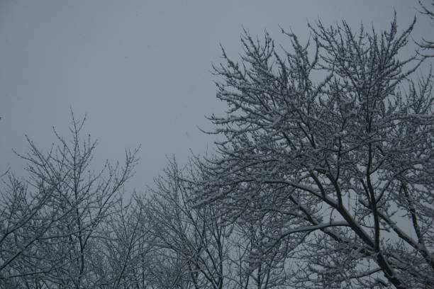 Heavy snow on branches 1 stock photo