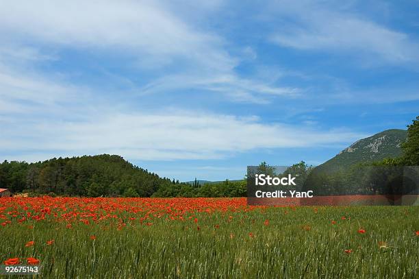 Mohn Feld Stockfoto und mehr Bilder von Blume - Blume, Europa - Kontinent, Farbbild