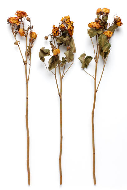 istock Dried Field Flower isolated on White Background with Real Shadow. 926754030