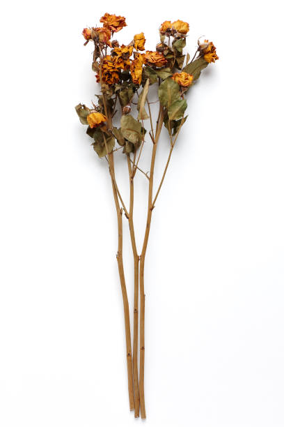 istock Dried Field Flower isolated on White Background with Real Shadow. 926754046