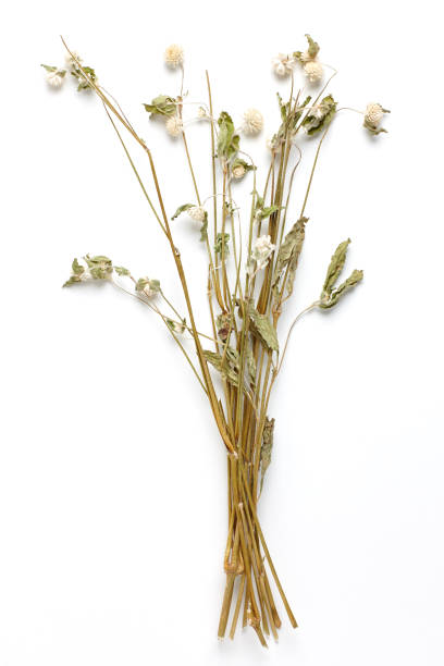 istock Dried Field Flower isolated on White Background with Real Shadow. 926754058