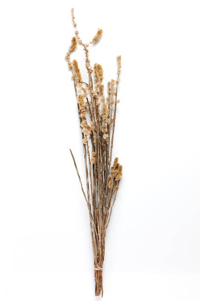 istock Dried Field Flower isolated on White Background with Real Shadow. 926756168