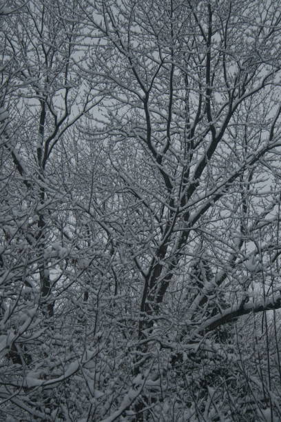 Heavy snow on branches 3 stock photo