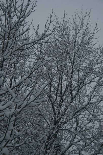 Heavy snow on branches 4 stock photo