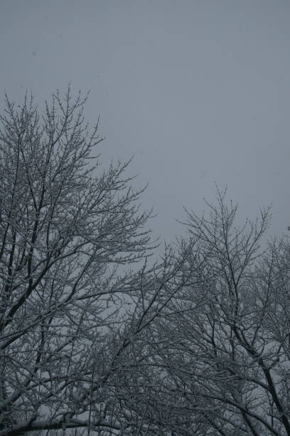 Heavy snow on branches 5 stock photo
