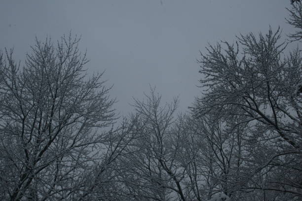 Heavy snow on branches 7 stock photo