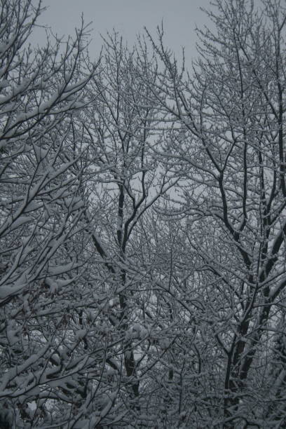 Heavy snow on branches 9 stock photo