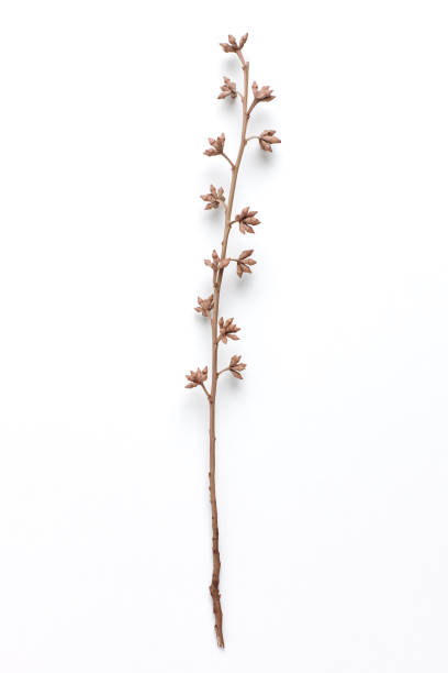 istock Dried Field Flower isolated on White Background with Real Shadow. 926756950