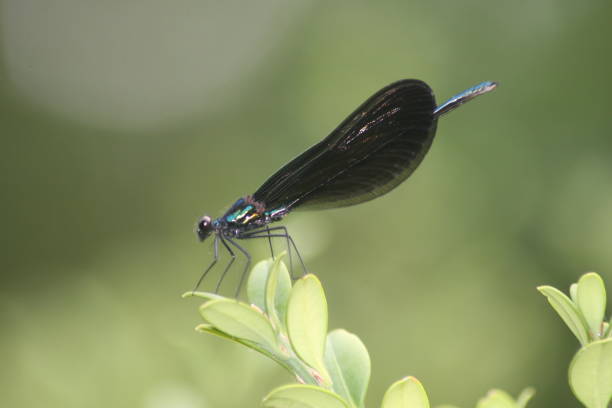 Damsel Fly on Leaf 1 stock photo