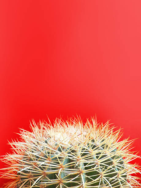 cactus de punta redonda de color rojo brillante fondo de contraste - cactus spine fotografías e imágenes de stock