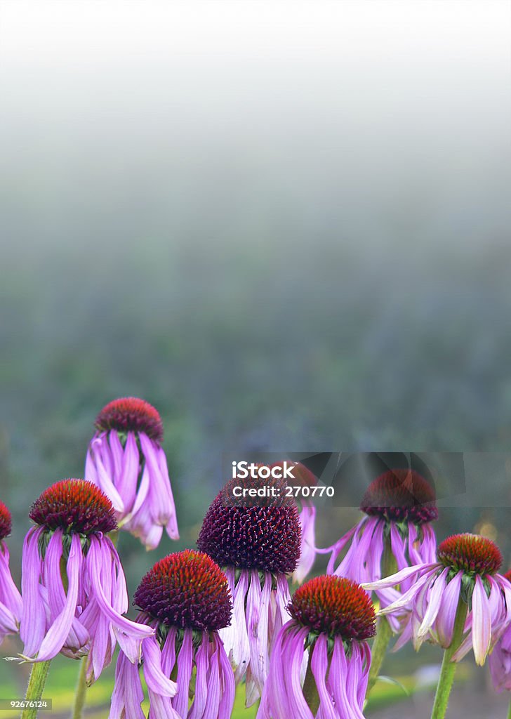 Echinacea purpurea ou violet Marguerite rose à herb lit - Photo de Bien-être libre de droits