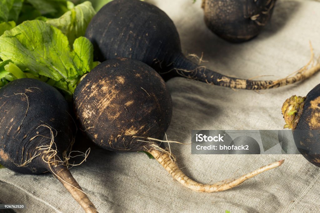 Organic Raw Black Radishes Organic Raw Black Radishes in a Bunch Agriculture Stock Photo