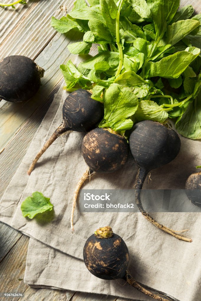 Organic Raw Black Radishes Organic Raw Black Radishes in a Bunch Agriculture Stock Photo