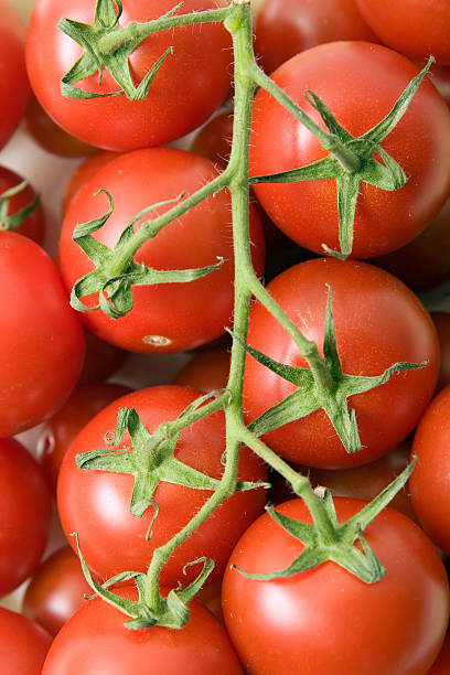 Tomatoes stock photo