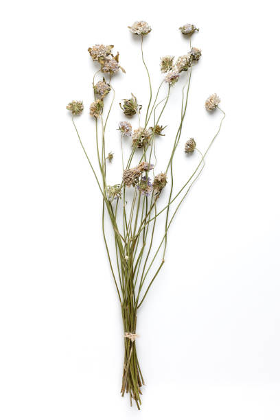 istock Dried Field Flower isolated on White Background with Real Shadow. 926763052