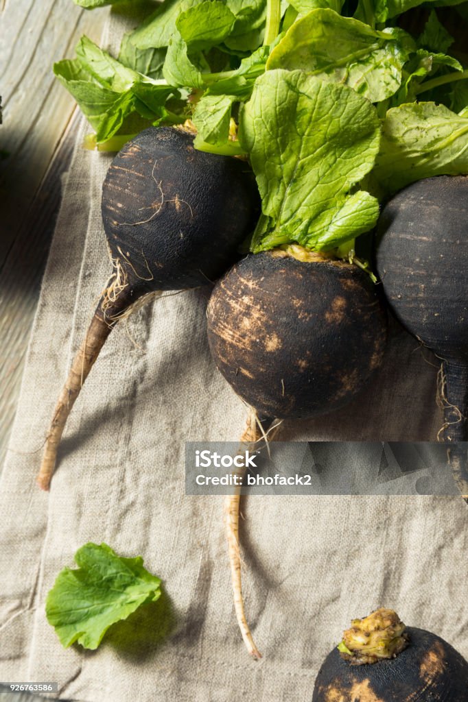 Organic Raw Black Radishes Organic Raw Black Radishes in a Bunch Agriculture Stock Photo