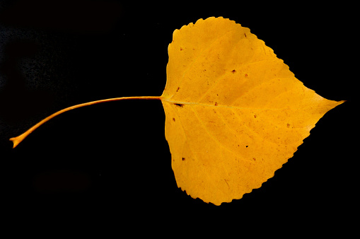 A Poplar tree leaf isolated against a black background with room for copy.