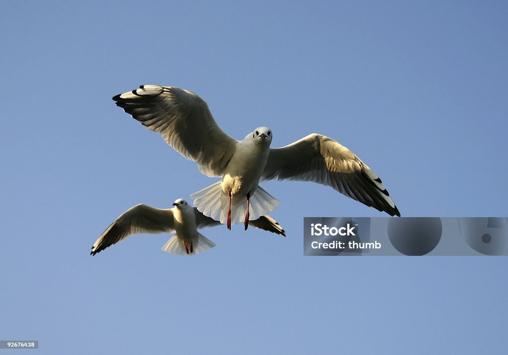 Möwen Angriff - Lizenzfrei Aggression Stock-Foto