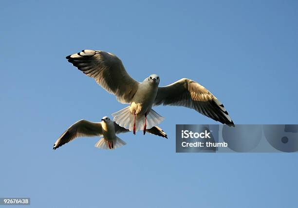 Möwen Angriff Stockfoto und mehr Bilder von Aggression - Aggression, Aquatisches Lebewesen, Ausbreiten