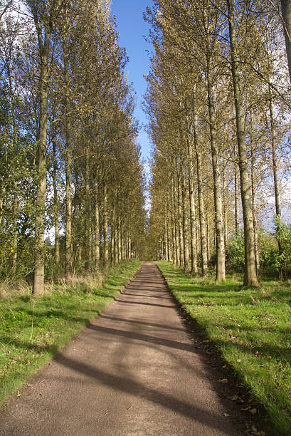 avenida de árvores de choupo - planting tree poplar tree forest imagens e fotografias de stock