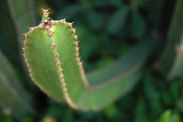 Cactus Plant 03 stock photo