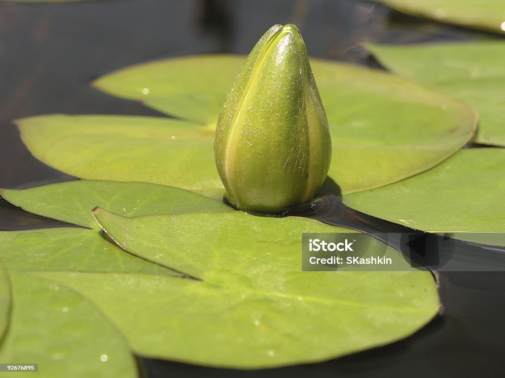 Giovane - Foto stock royalty-free di Acqua