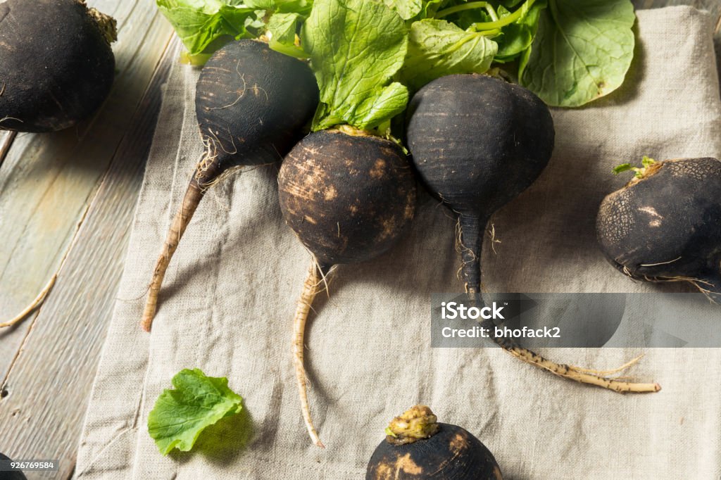 Organic Raw Black Radishes Organic Raw Black Radishes in a Bunch Agriculture Stock Photo